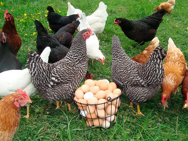 Содержание кур и уход за ними | ЗооТом - продажа, вязка и услуги для животных в Правдинске