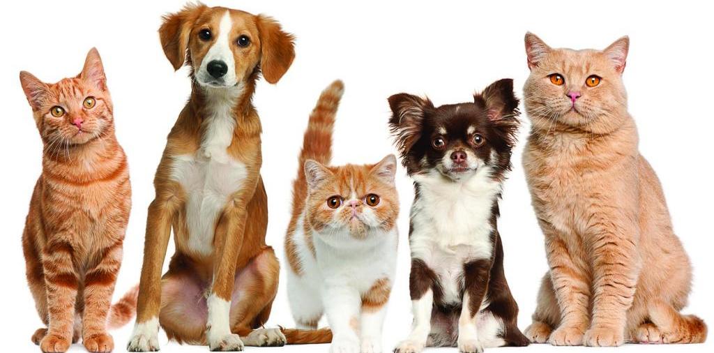 Доска объявлений о животных | ЗооТом - продажа, вязка и услуги для животных в Правдинске
