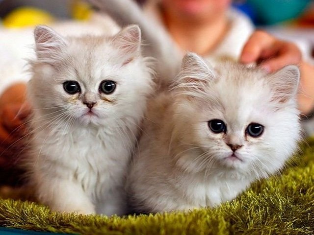 Породы кошек в Правдинске | ЗооТом портал о животных