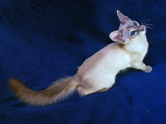 Выведенные породы кошек в Правдинске | ЗооТом портал о животных