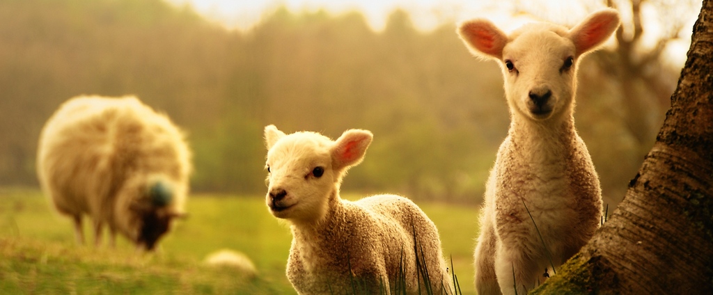 Объявления о сельскохозяйственных животных | ЗооТом - продажа, вязка и услуги для животных в Правдинске