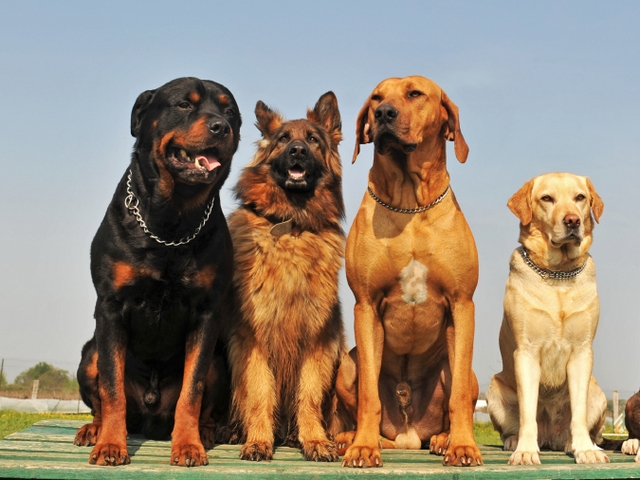 Крупные породы собак в Правдинске | ЗооТом портал о животных